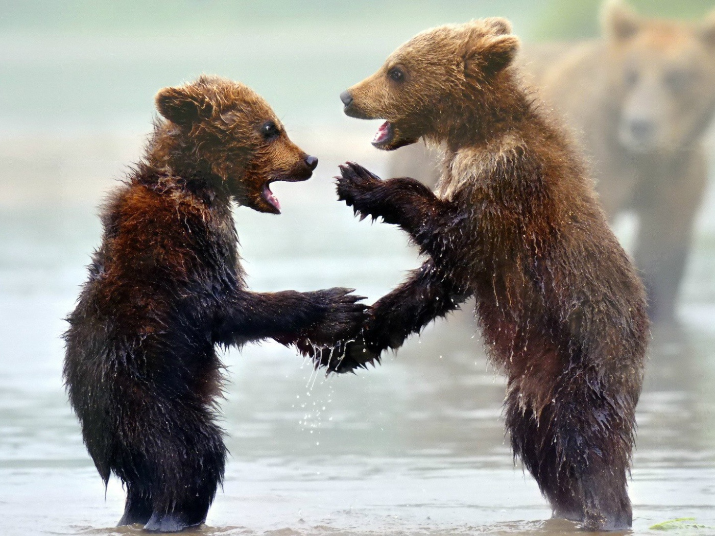 Забавные мокрые медвежата