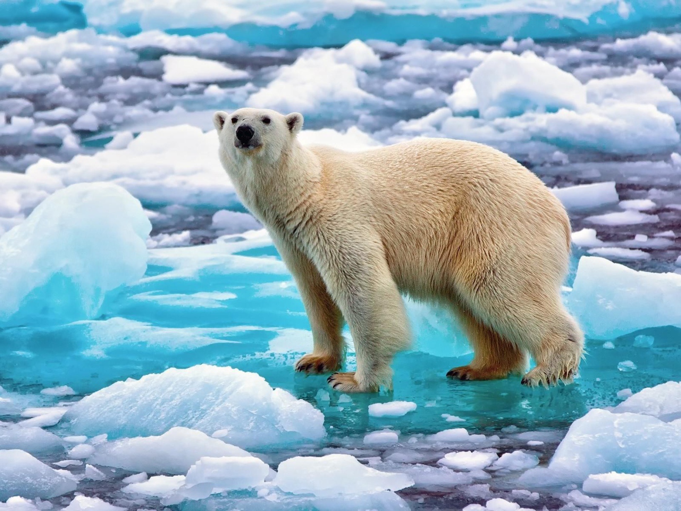 Полярный медведь на голубой льдине