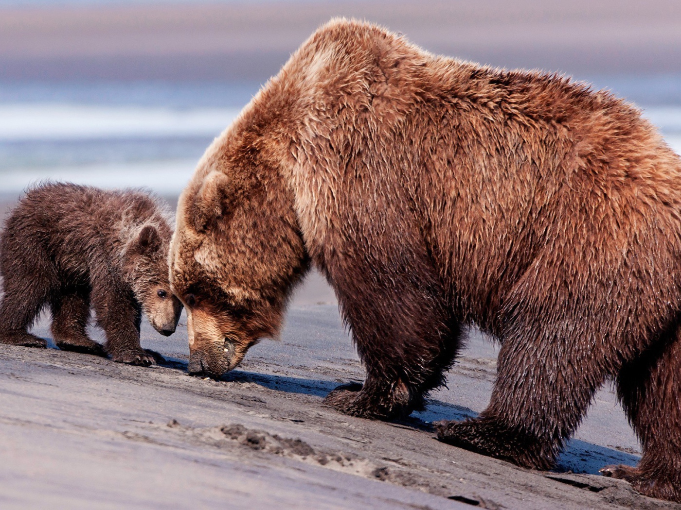 Мокрая медведица с медвежонком