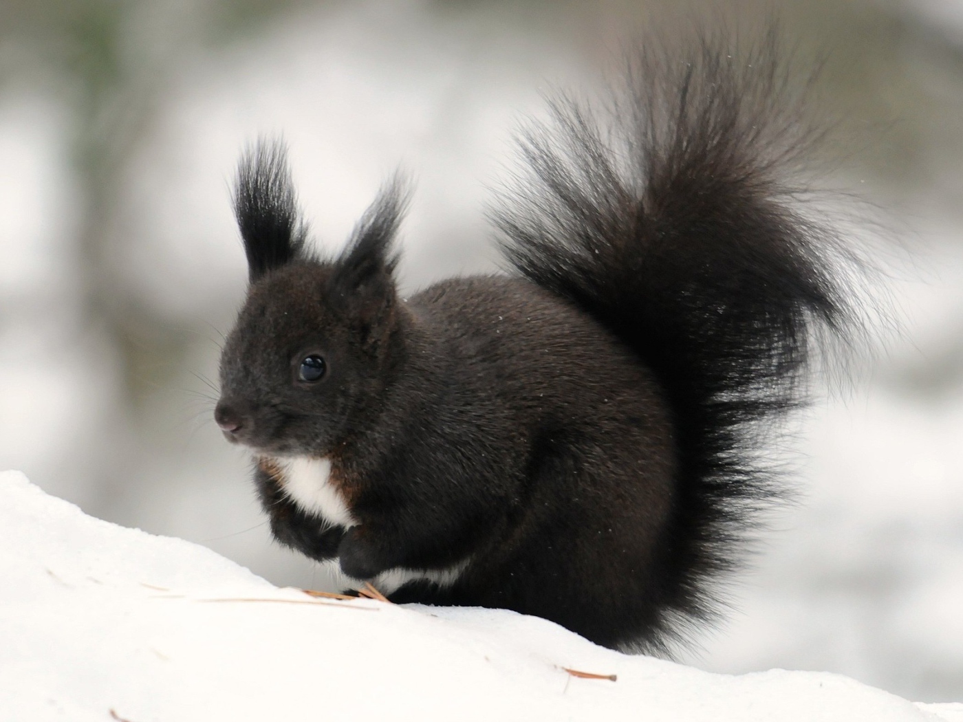 Черная белочка сидит на снегу