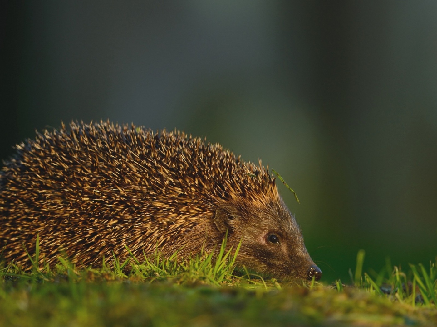 Травинка на иголках ежика