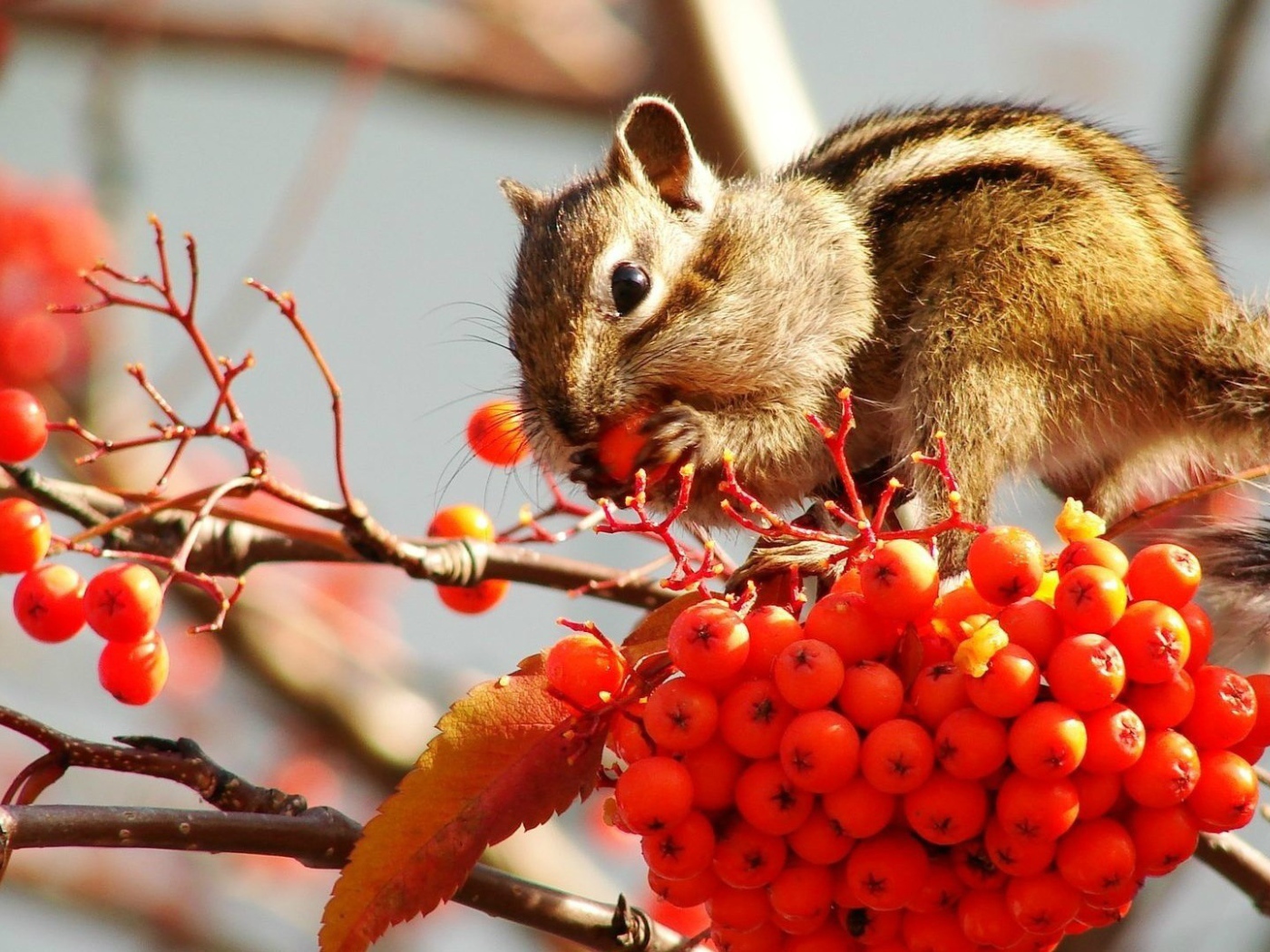 Бурундук кушает рябину