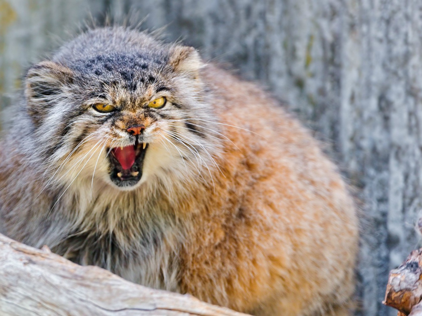 Манул в ярости