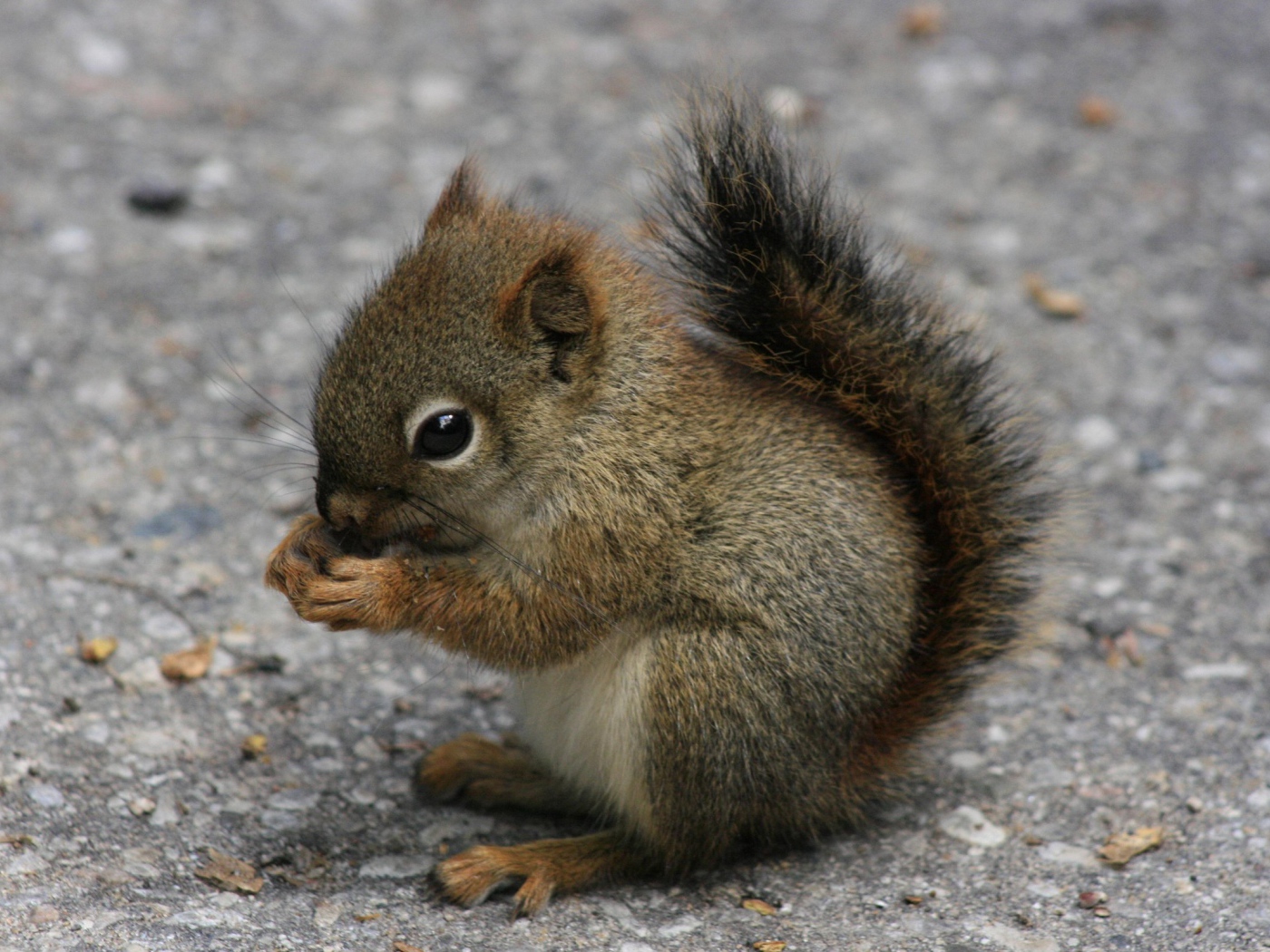 Бельчонок ест орех