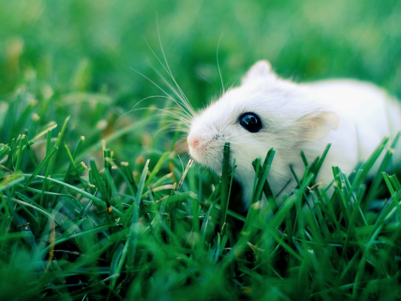 Белый хомяк в траве