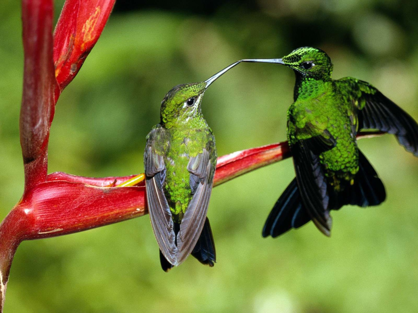 Семейная пара зеленых колибри