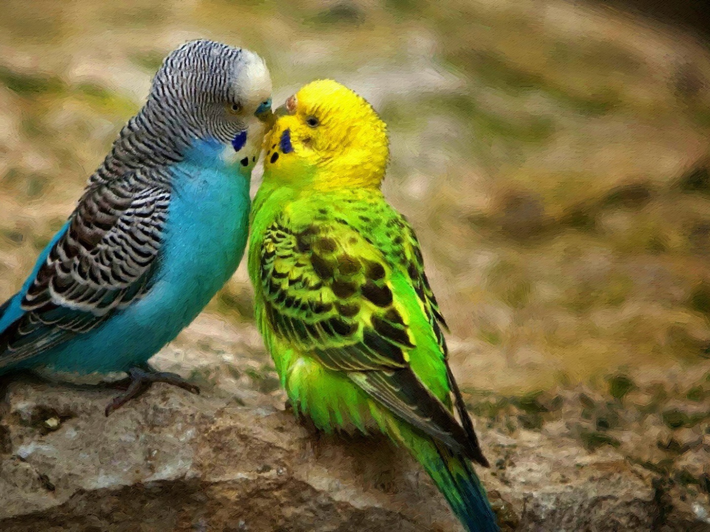 Пара экзотических попугаев