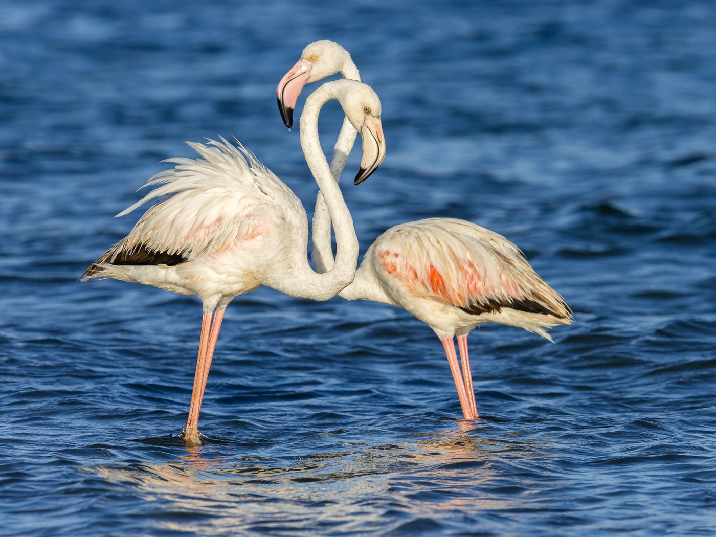 Пара фламинго стоят в воде