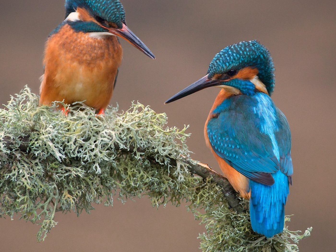 Пара зимородков вьет гнездо