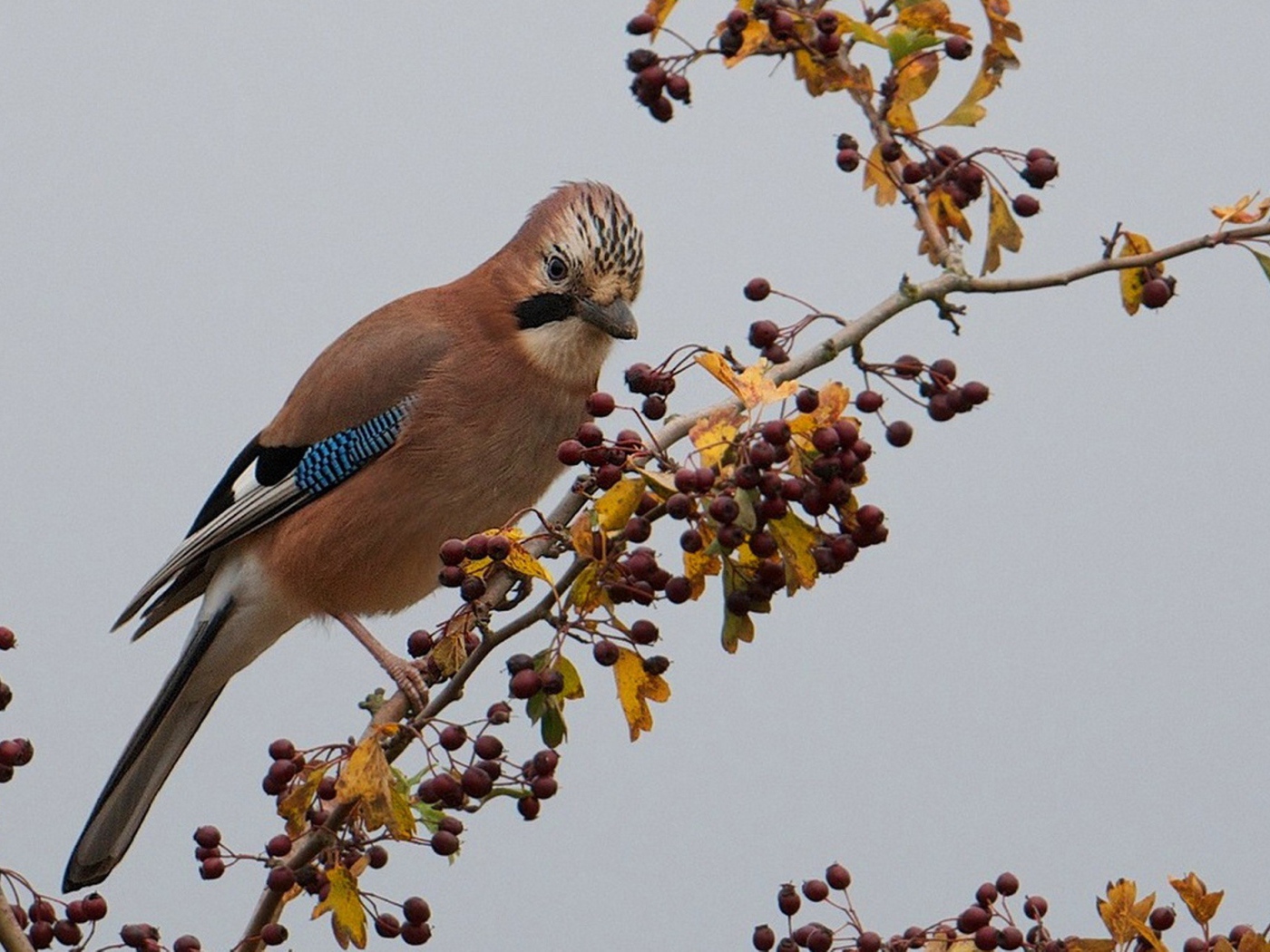 Красивая коричневая птица на ветке с ягодами