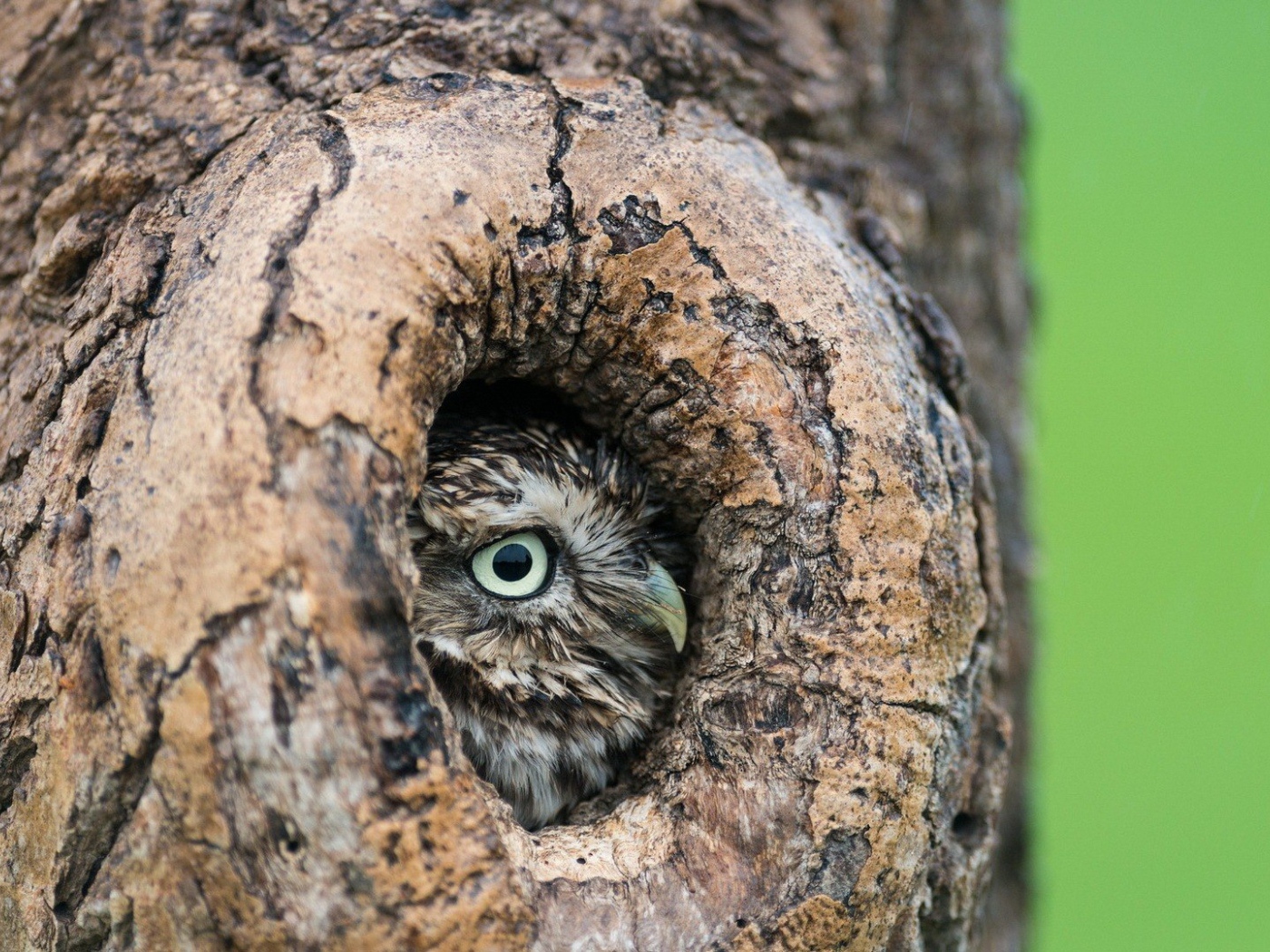 Красивая сова в дупле дерева