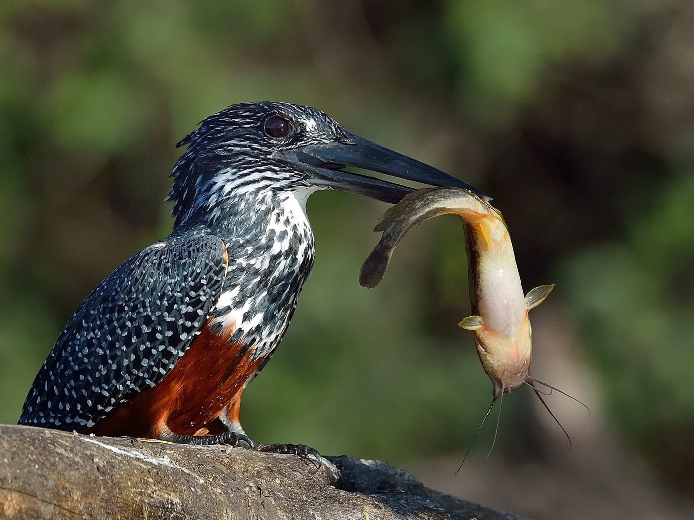 Птица держит в черном клюве рыбу