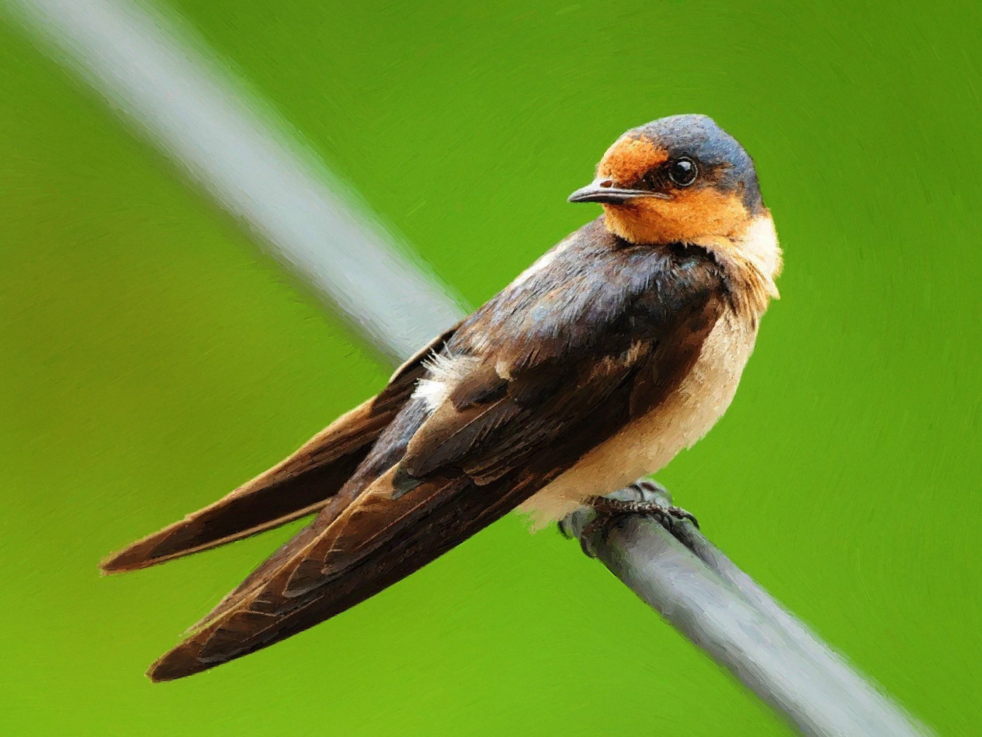 Птица на зеленом фоне