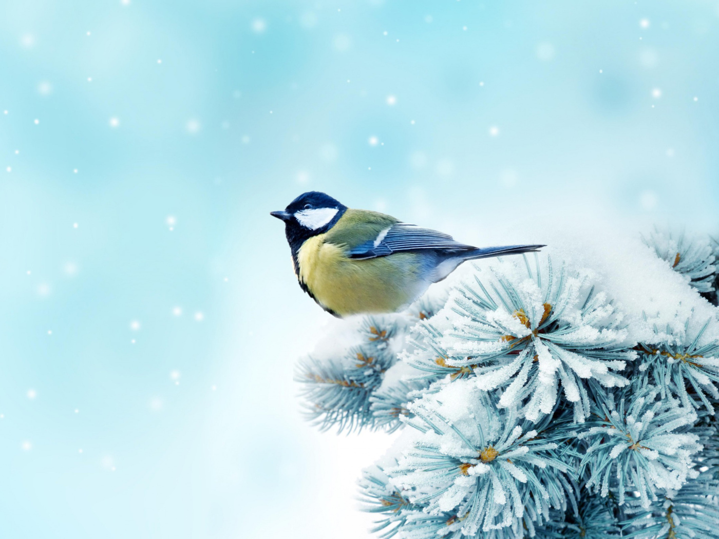 Синица на ветке дерева