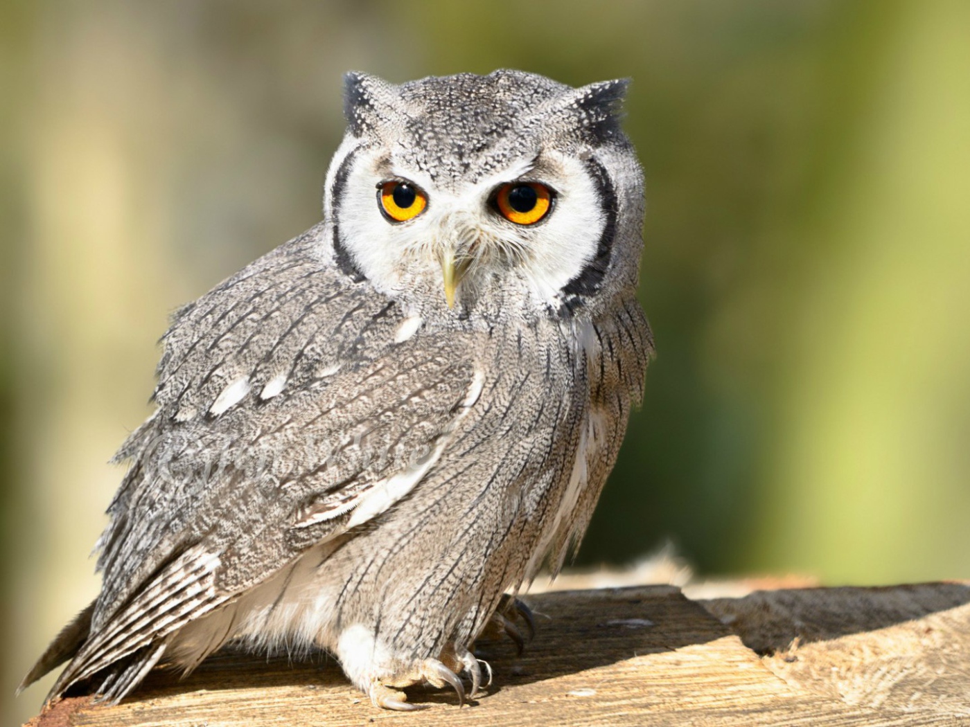 Птица белолицая сова