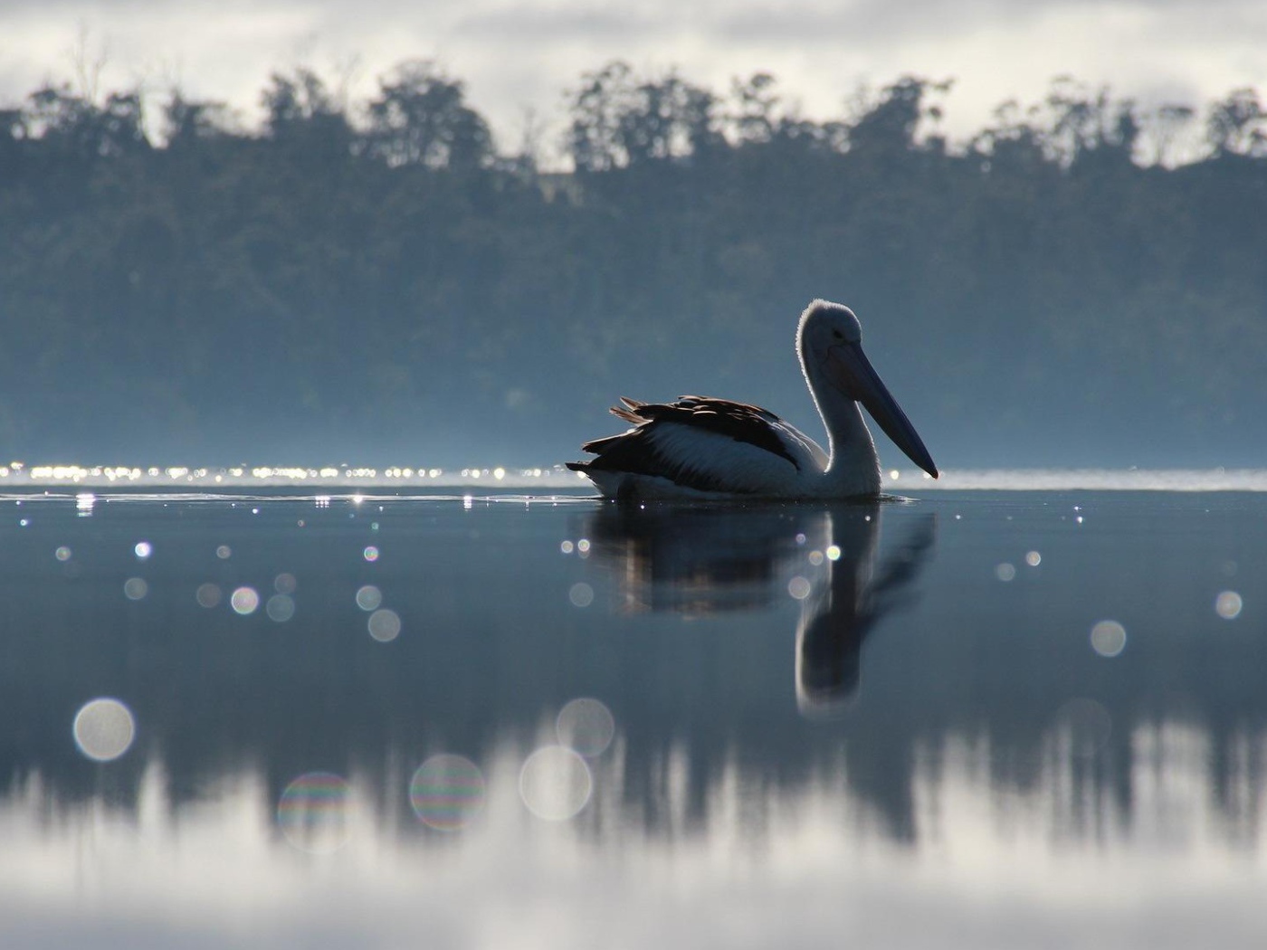 Птица с большим клювом на озере