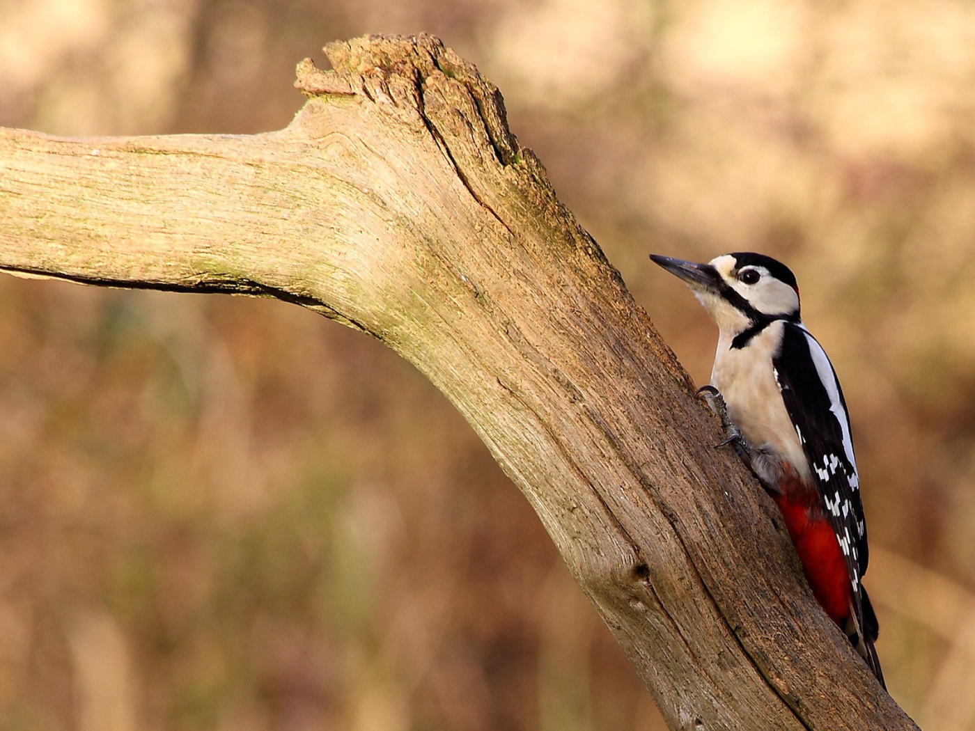 Птица с красными перьями на сухой коряге