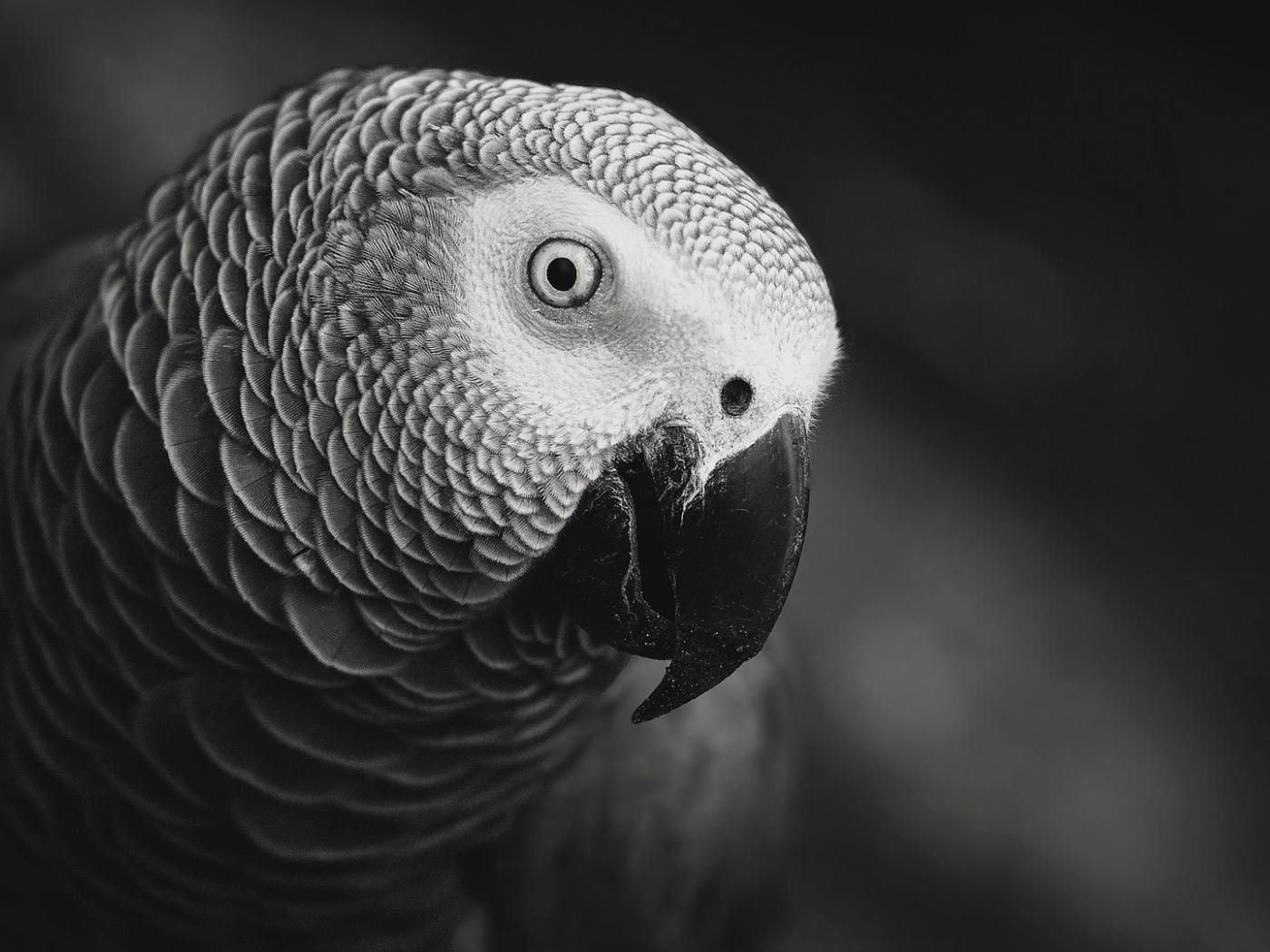 Черно белое фото попугая