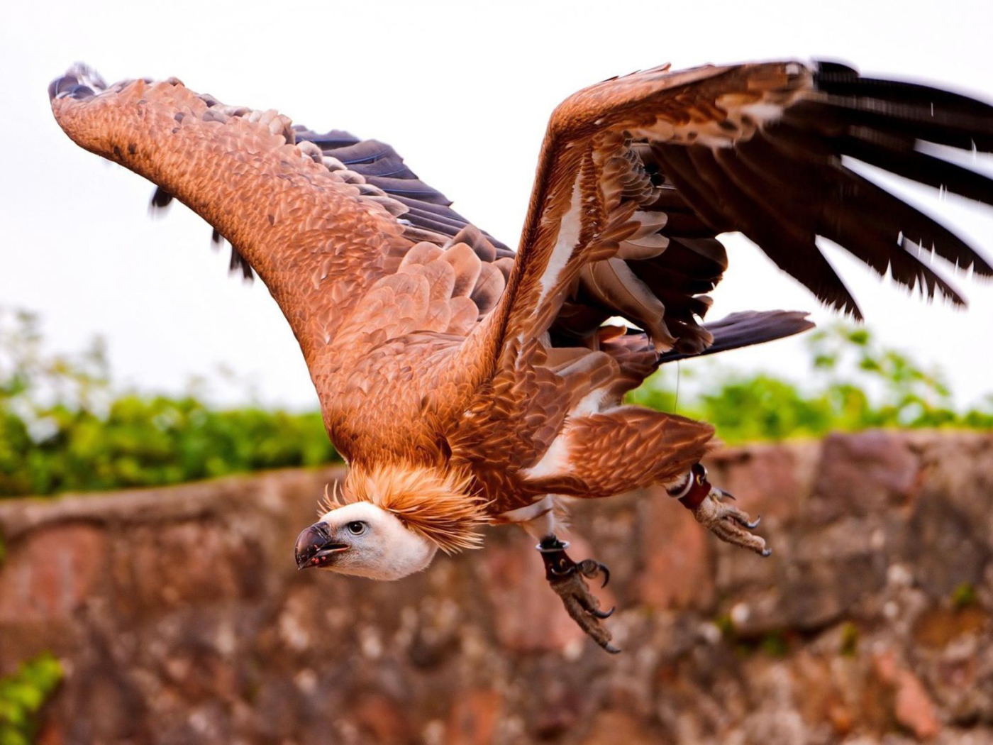 Коричневый падальщик с кольцами на лапах