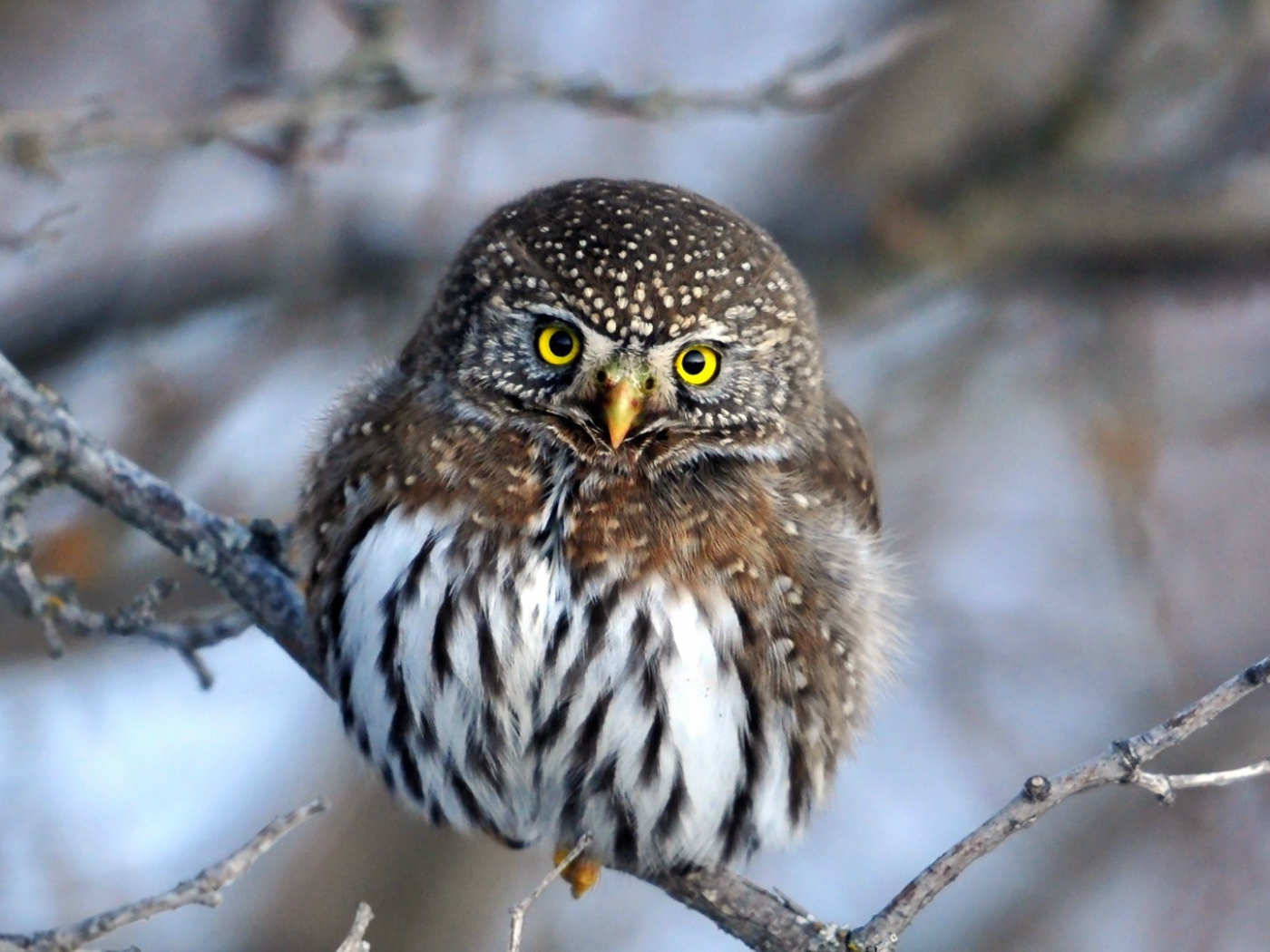 Очаровательная сова на ветке
