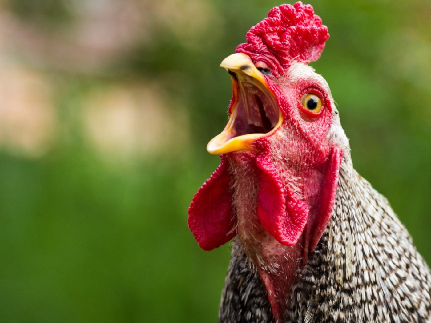 Курица с открытым клювом