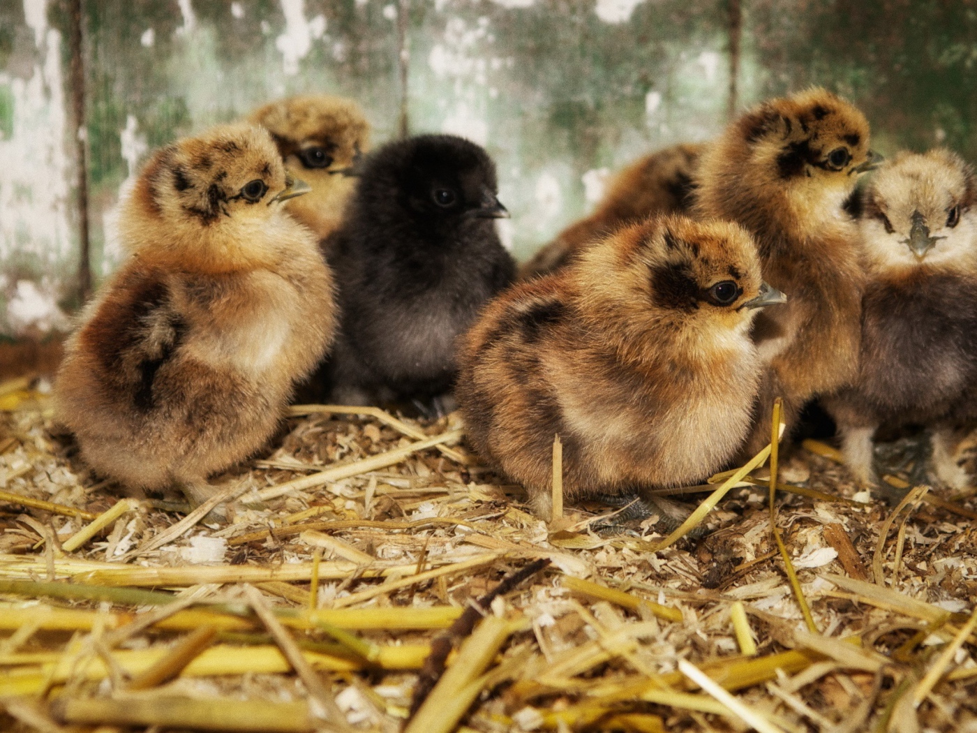 Птенцы на древесных опилках