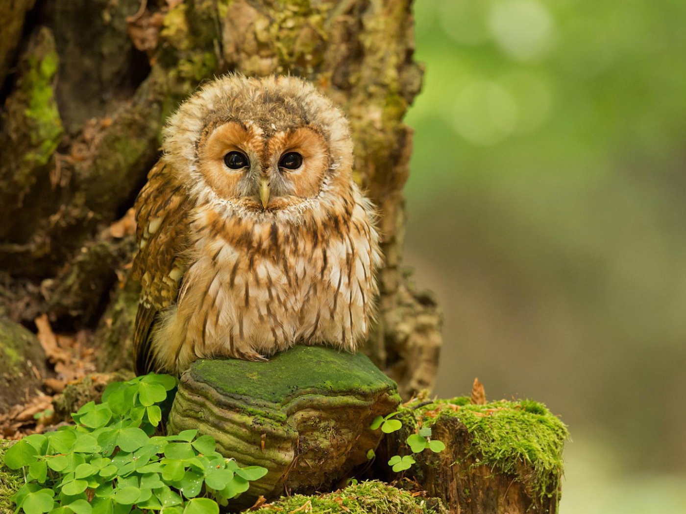 Милая сова на камне