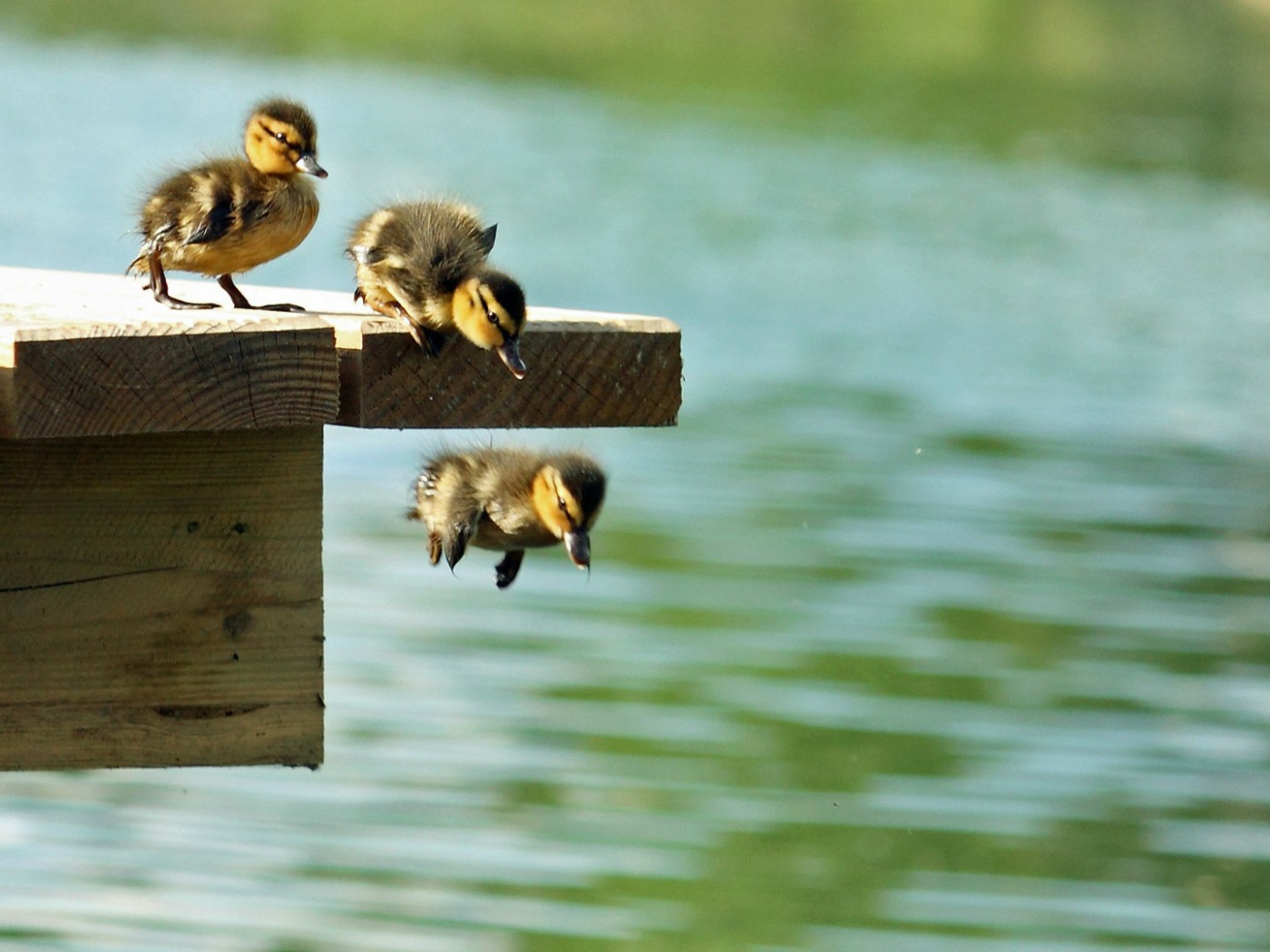 Утята учатся плавать