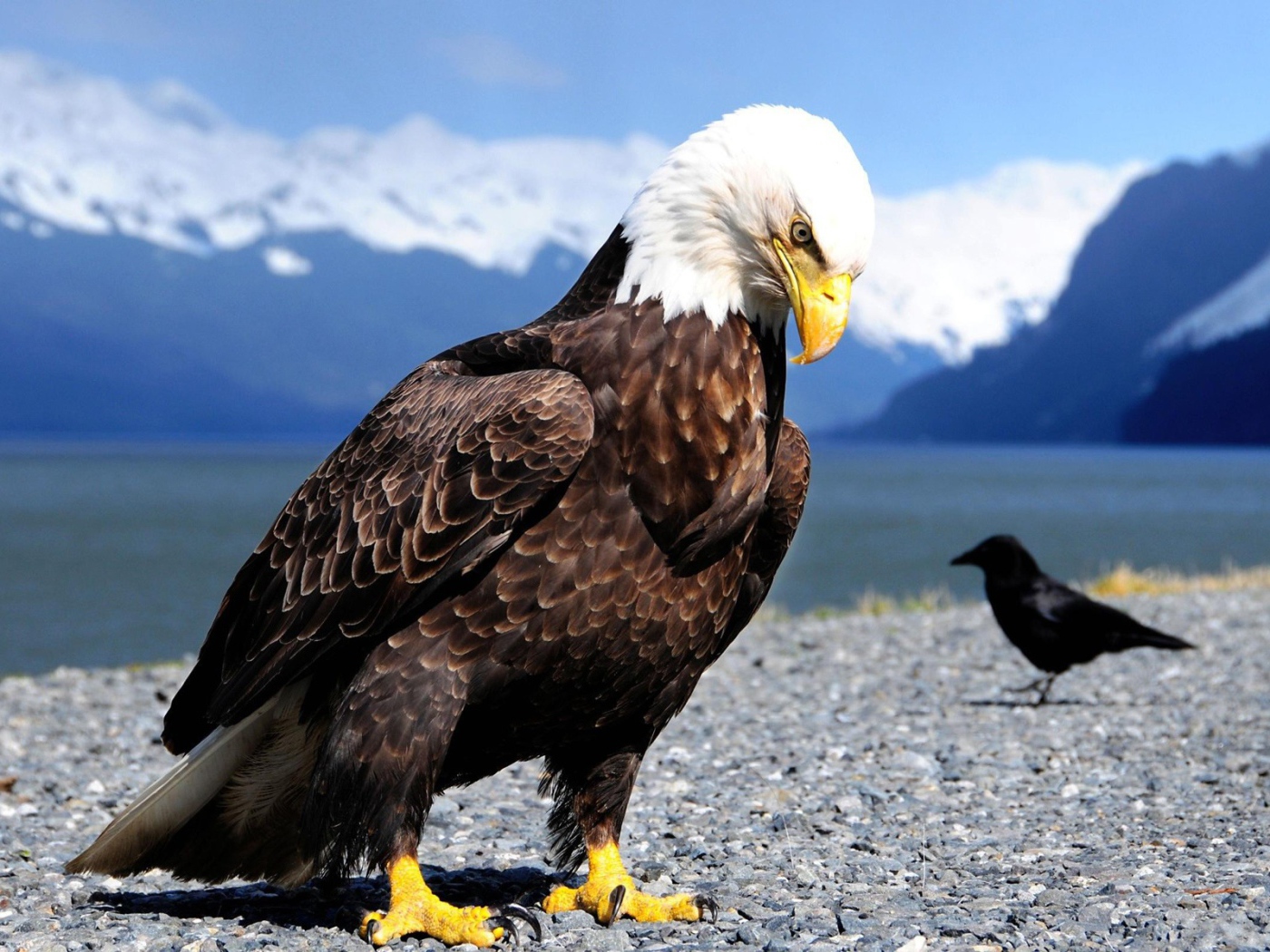 Орел и ворона в горах