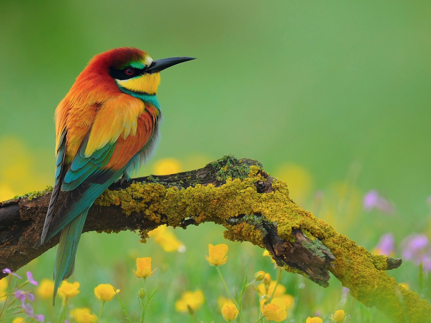 Птица золотистая щурка