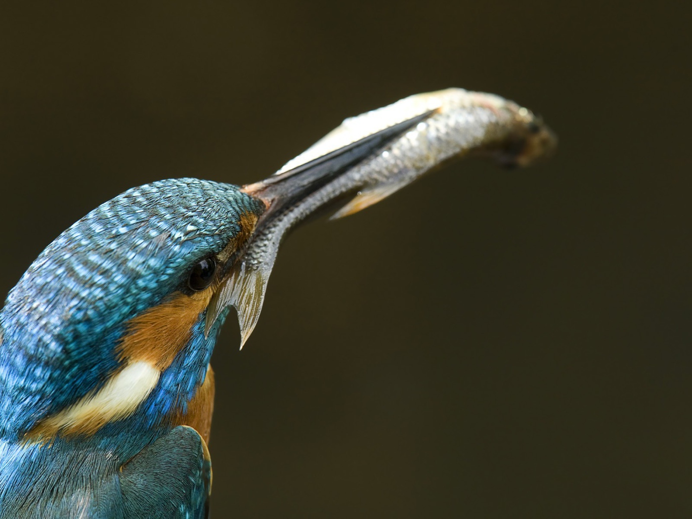 Рыба в клюве зимородка