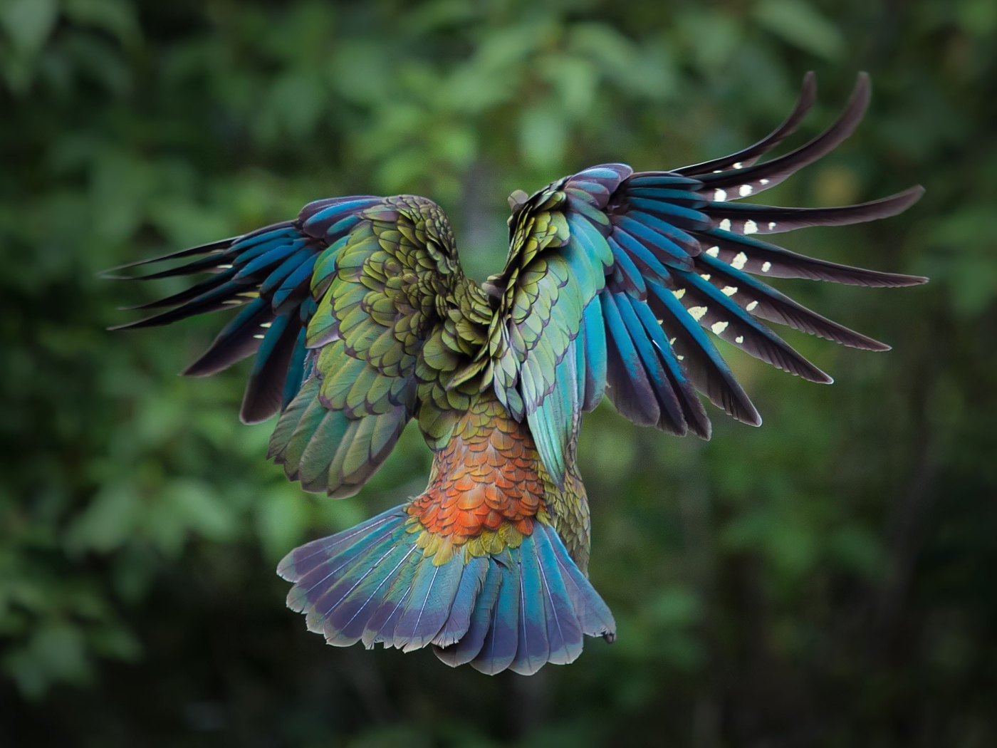 Полет красочной птицы