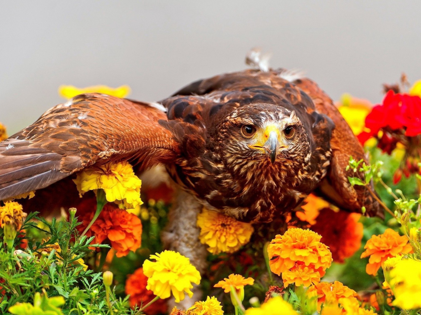 Золотой орел в цветах