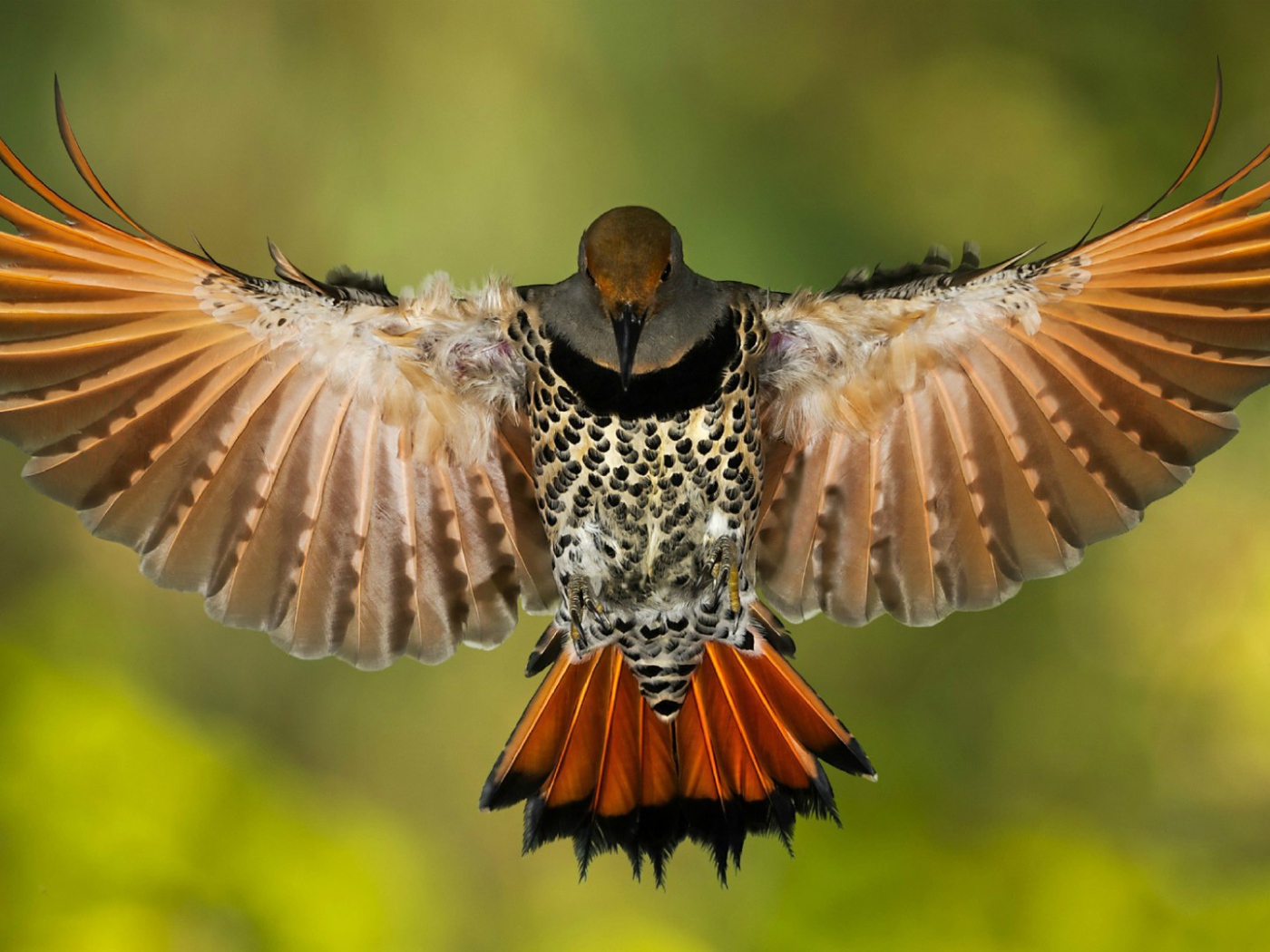 Золотой ширококлювый дятeл