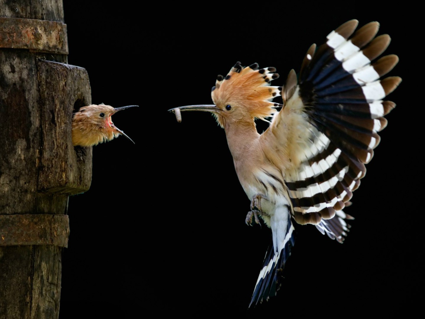 Удод кормит птенца