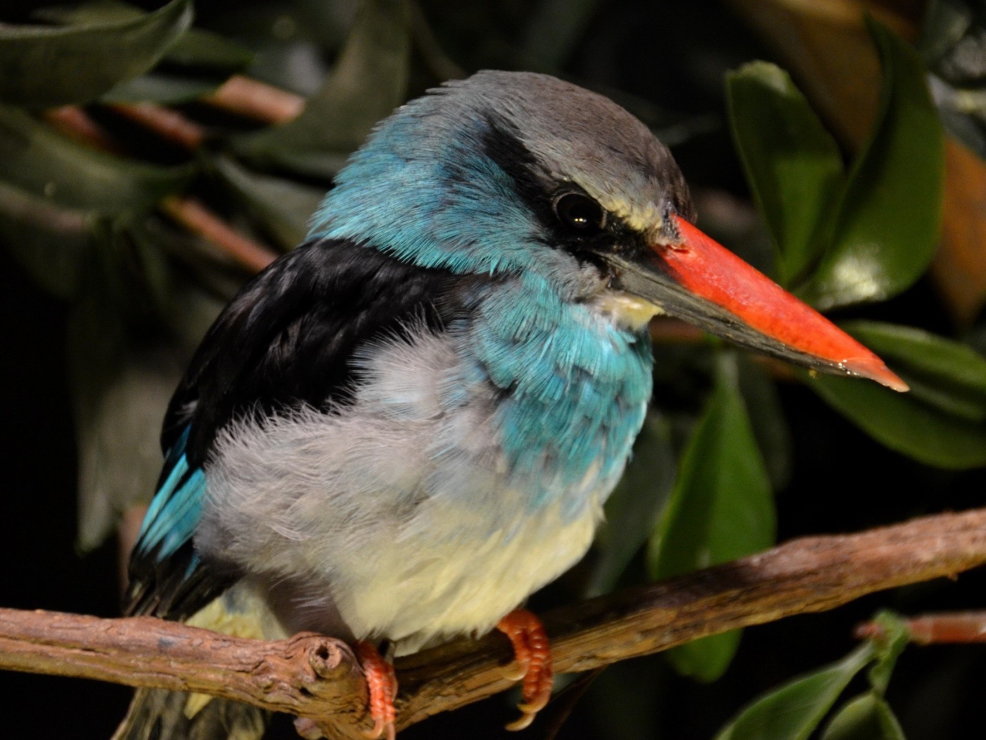 Зимородок с красным клювом