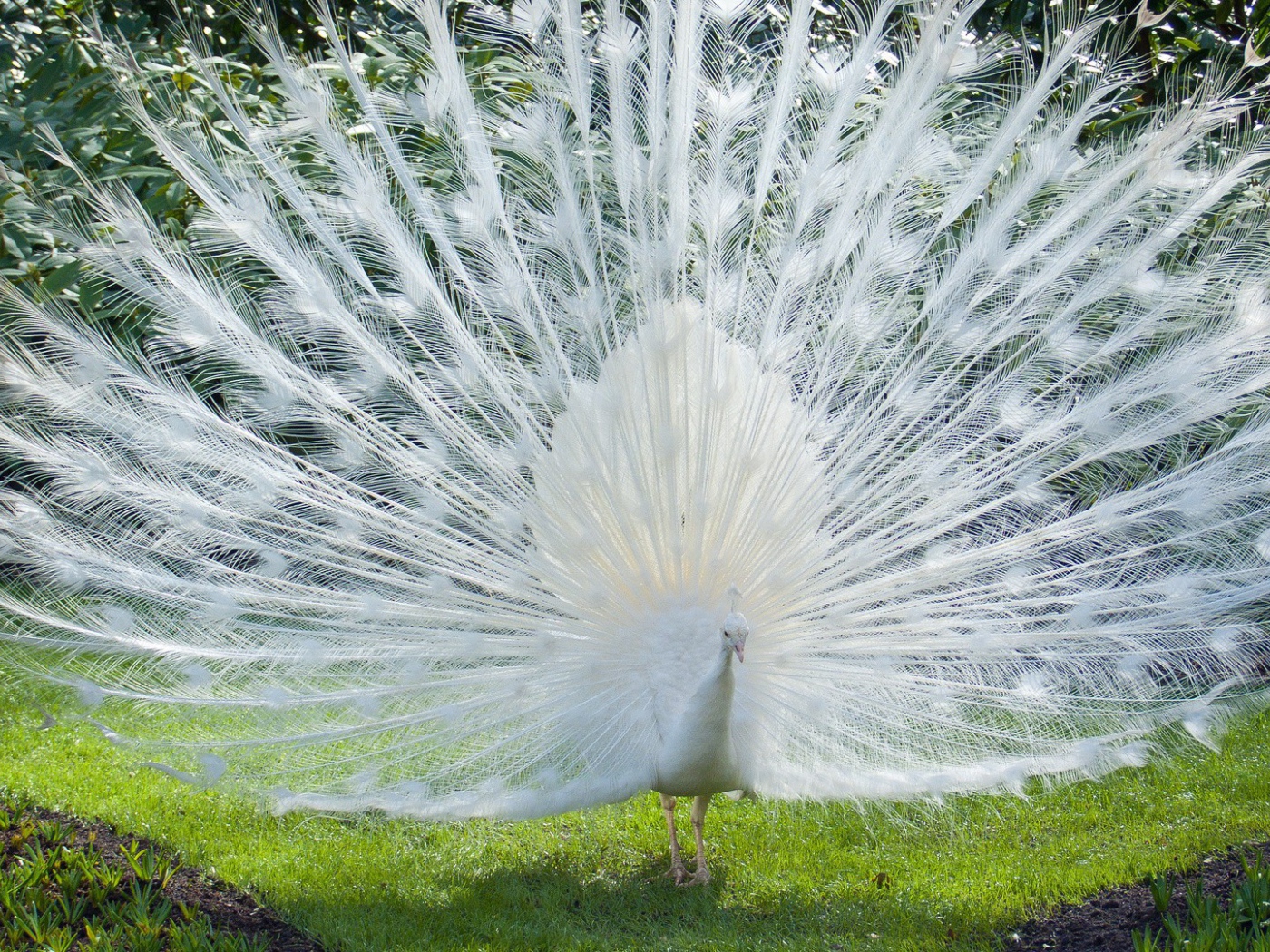 Роскошный хвост белого павлина