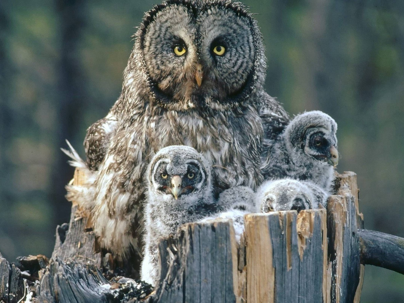 Сова охраняет своих детей