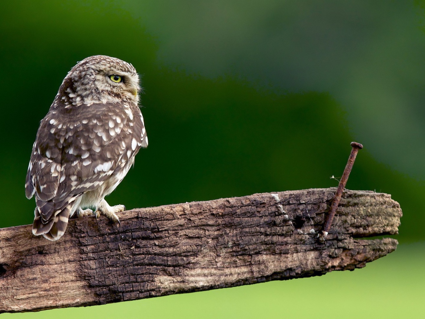 Сова на доске с гвоздем