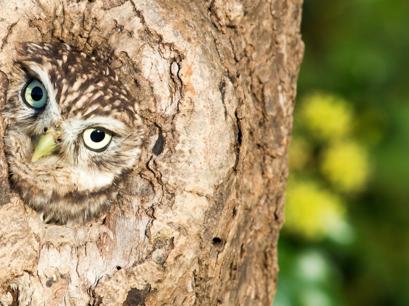 Сова сидит в дупле дерева