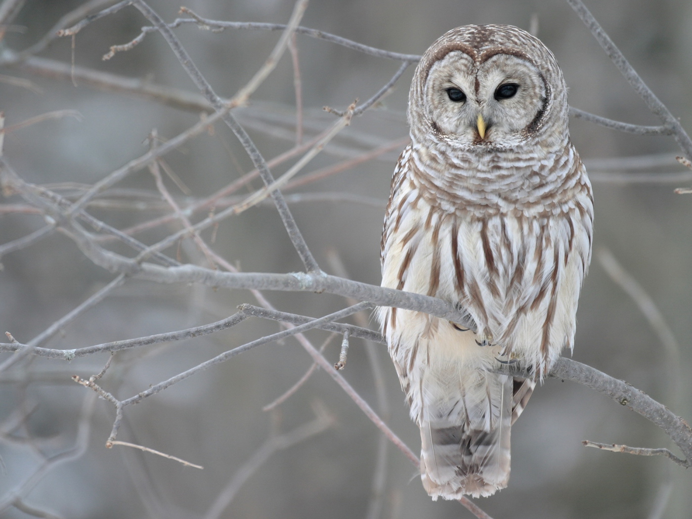 Owl sitting on a bare branch