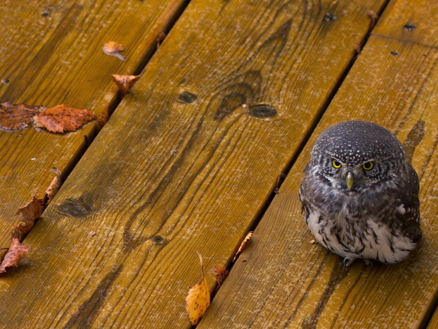Совенок на деревянных досках