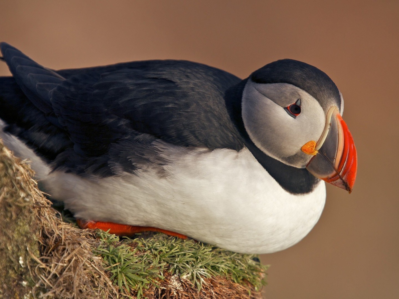 Тупик сидит на клочке травы