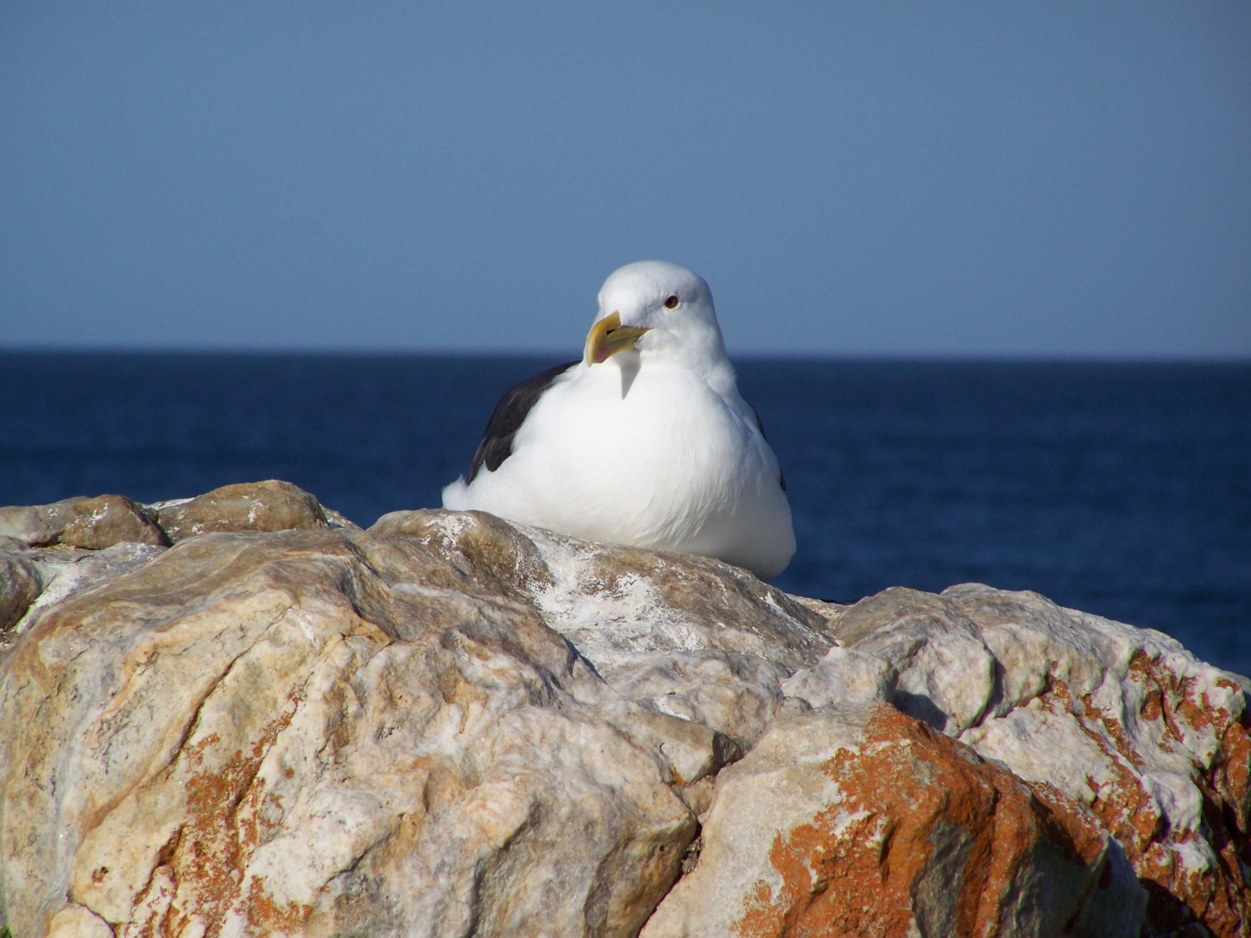 Чайка сидит на скале у моря