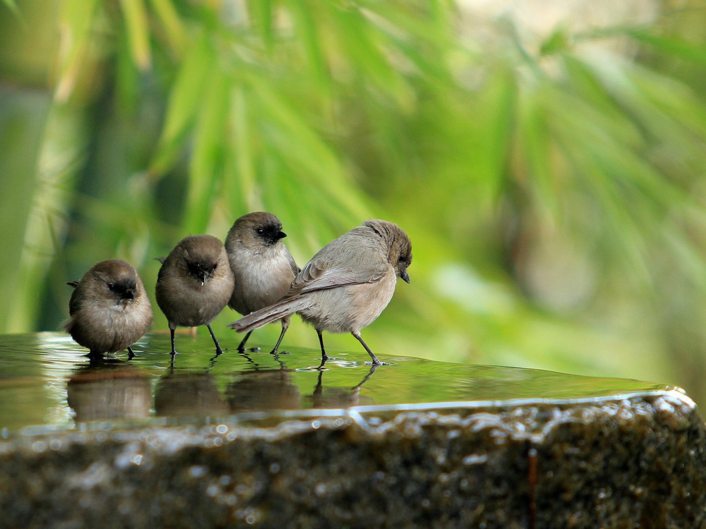Воробьи на камне