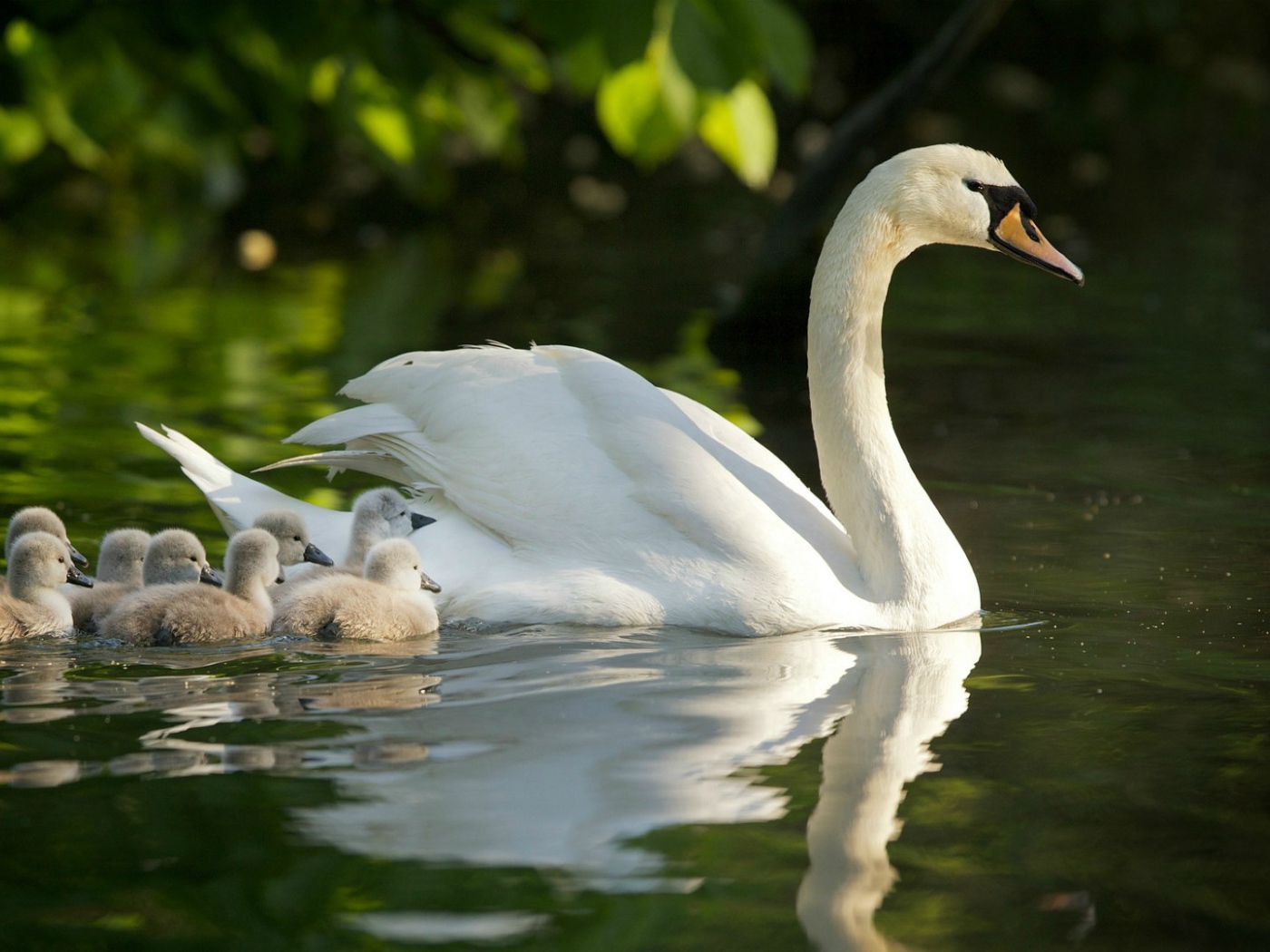 Лебедь с выводком на воде