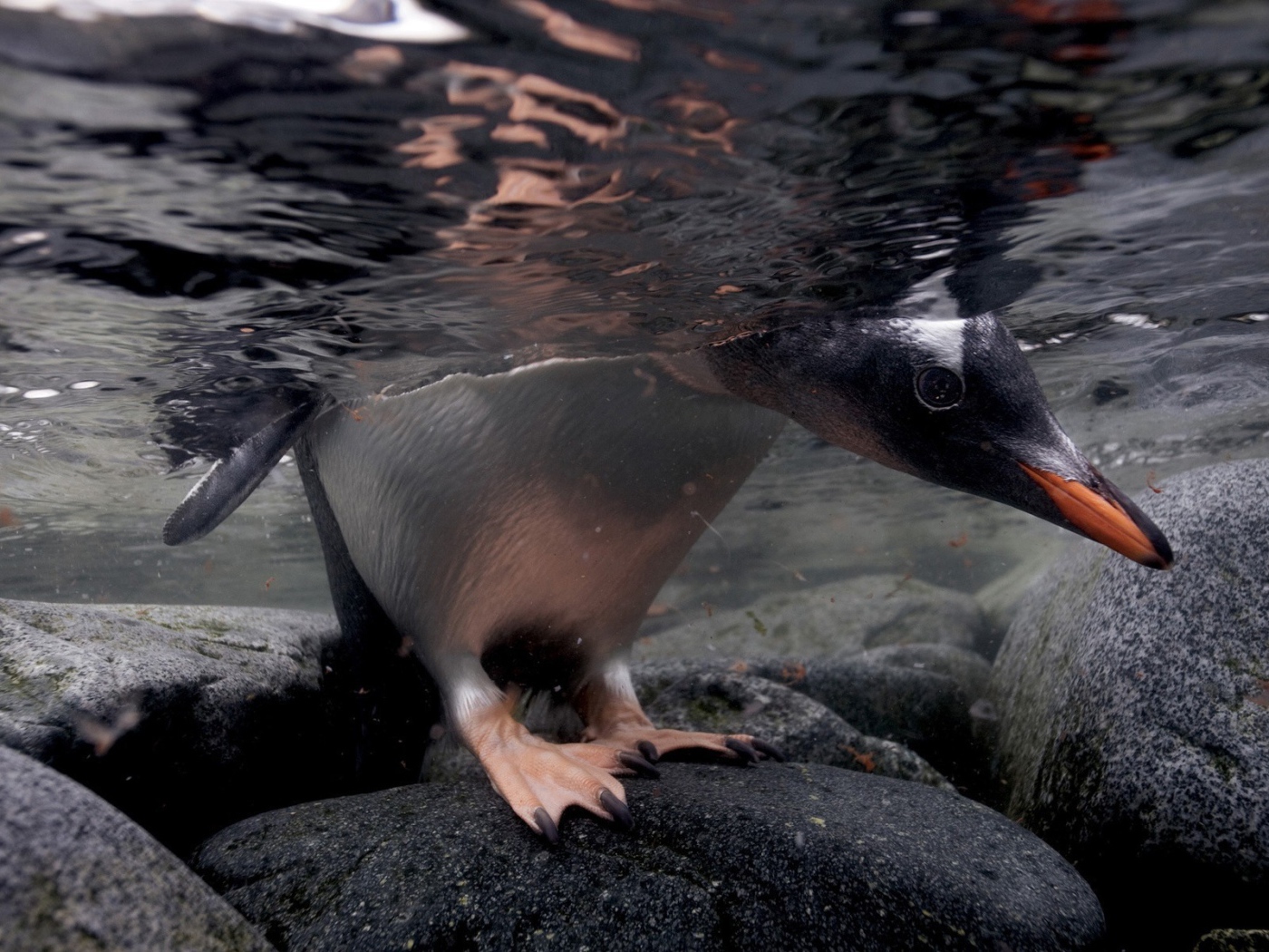 Голова и лапы пингвина под водой
