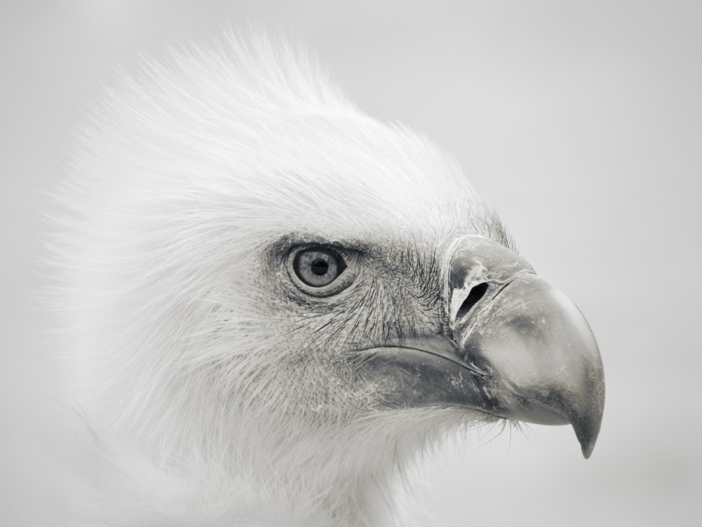 Голова орла, серый фон