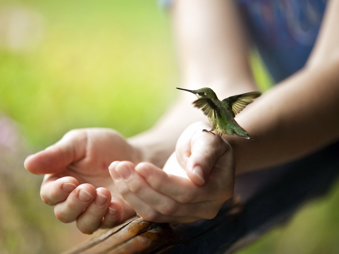 Крошечная колибри на руке