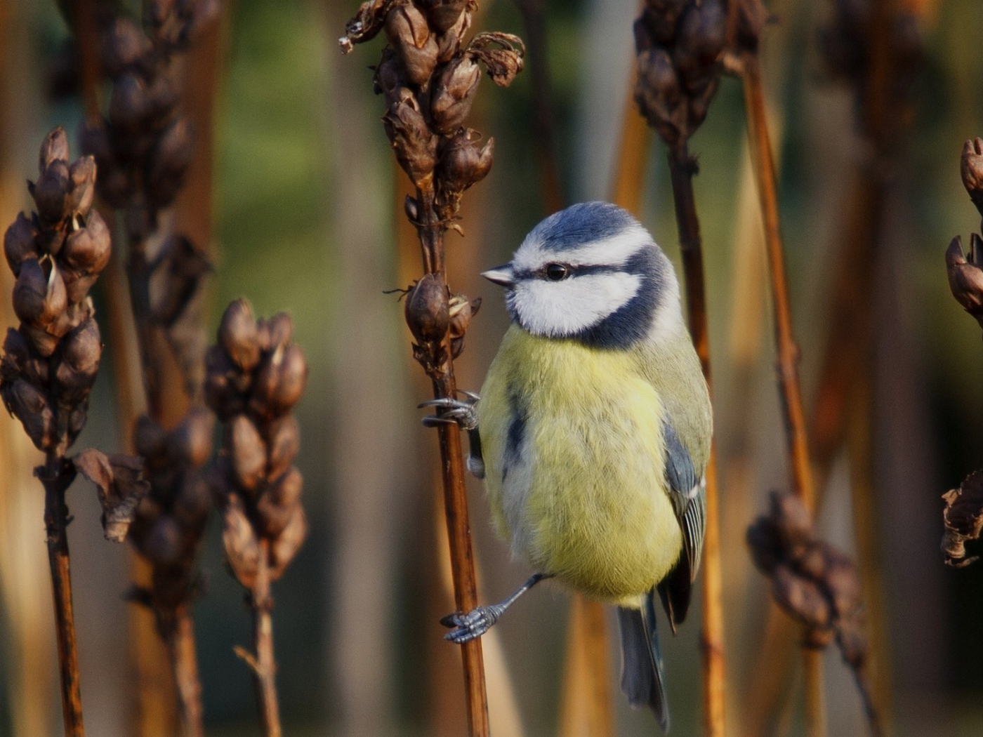 Синица на сухом колоске сорняка